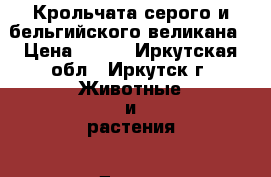 Крольчата серого и бельгийского великана › Цена ­ 600 - Иркутская обл., Иркутск г. Животные и растения » Другие животные   . Иркутская обл.